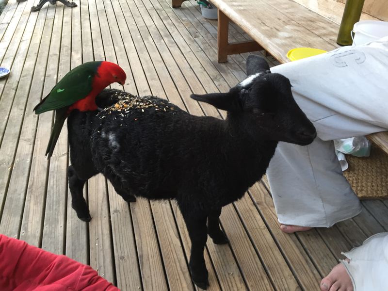 A king parrot riding on a black lamb