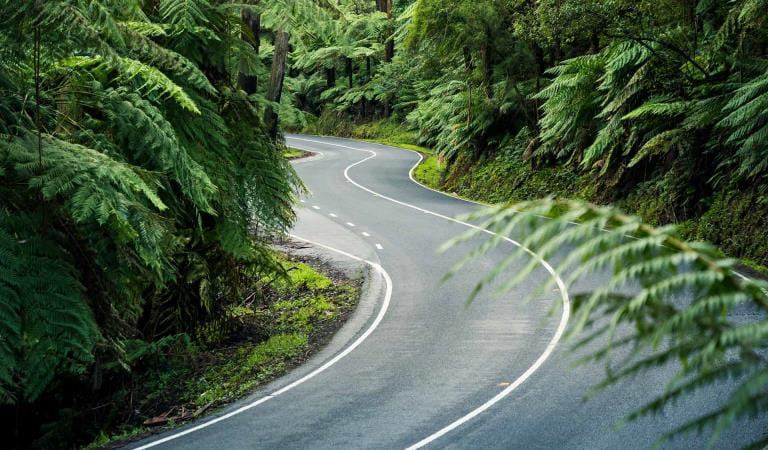 The drive up Mt Donna Buang