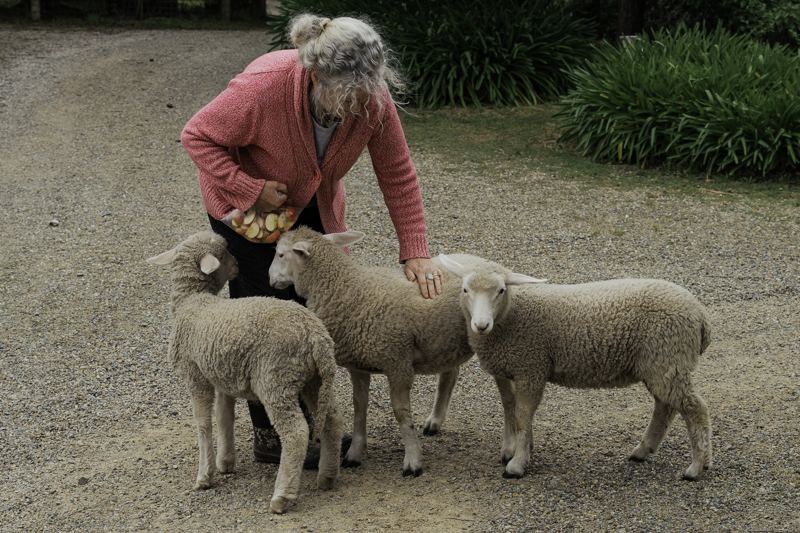 Elizabeth feeding the lambs