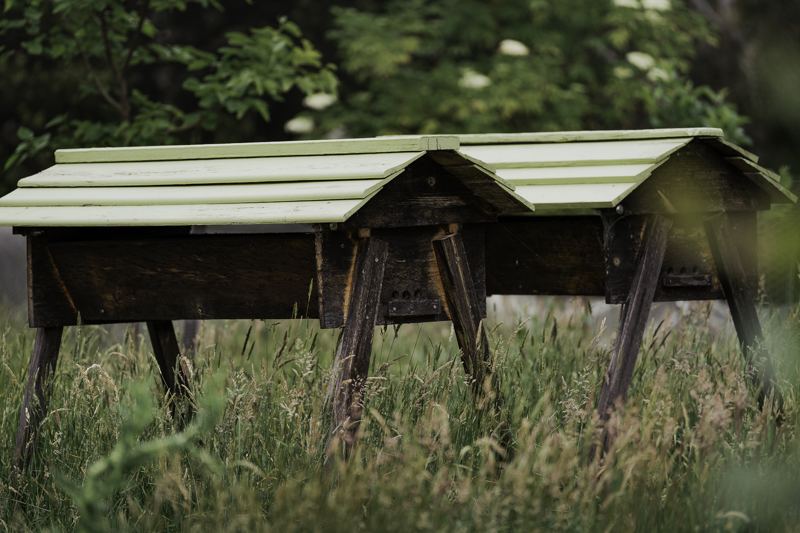 The bee hives in the long grass