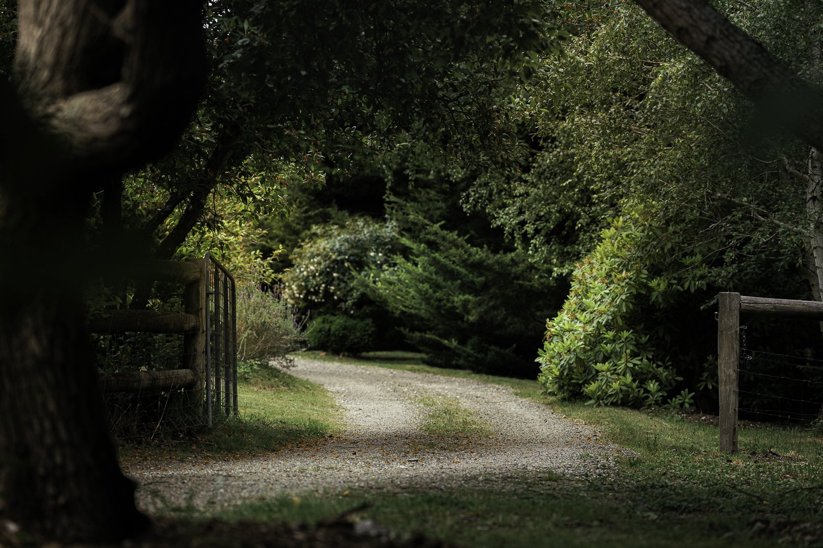 The track winding into the trees