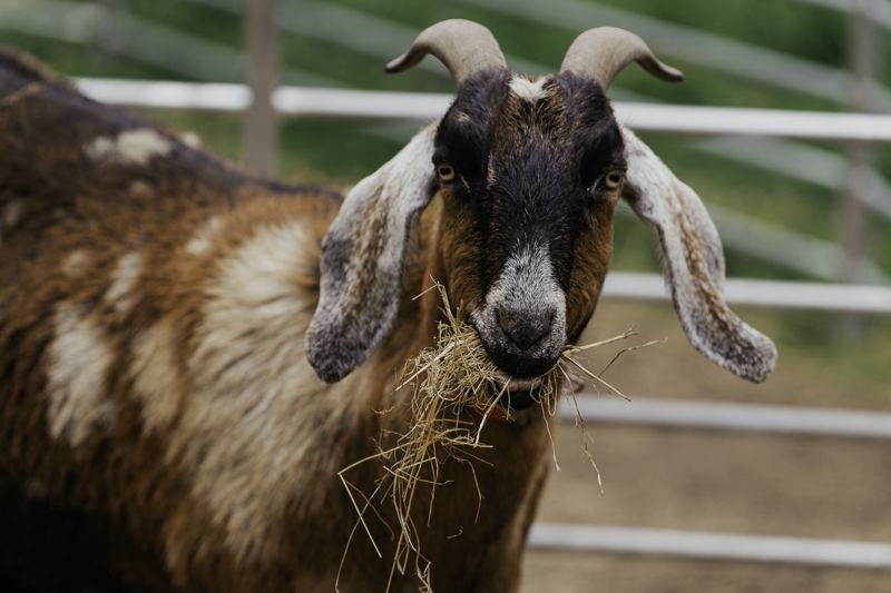 A goat with a mouthful of hay