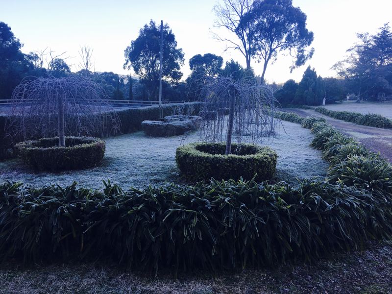 Frost on the hedged garden beds