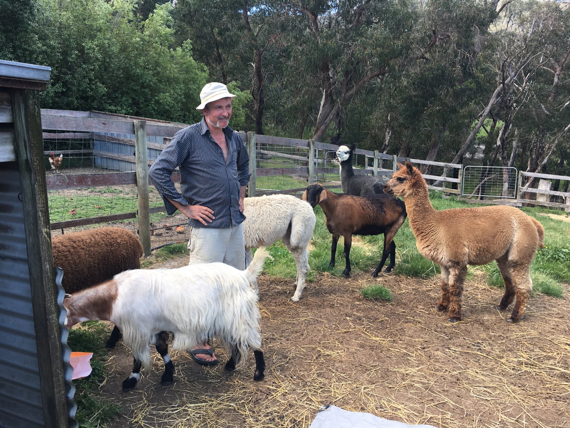 Matthew with the alpacas and sheep