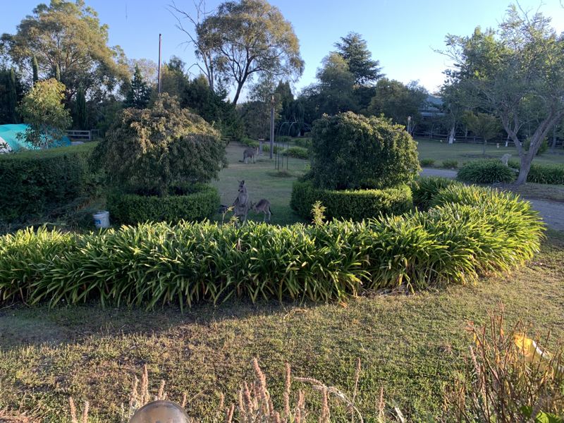 Clipped hedges and gardens in morning light