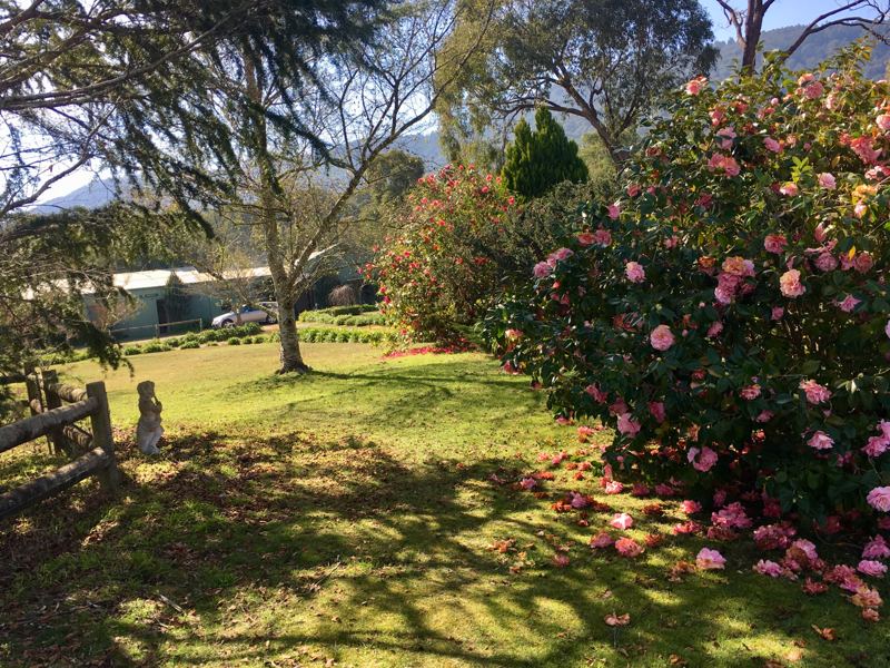 Camellias in flower by the paddock